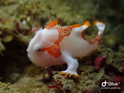 五腳虎飼養|白斑躄魚